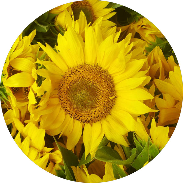 Sunflower Field Photo Spare Tire Cover-Custom made to your exact tire size